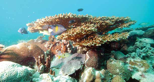 Case Study Ras Ghanada, the largest coral reef in the UAE and the Gulf region, supports a flourishing marine habitat for turtles, dugongs, sea snakes, and clownfish. (Credit: Edwin Grandcourt, EAD.