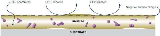 BIOFILM Chlorine dioxide mechanism against biofilm Effectiveness Chlorine dioxide diffuses through the protective layer and inactivates the pathogens from the inside out Chlorine dioxide inactivates