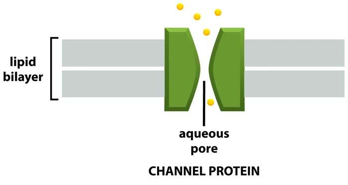 Membrane transport proteins There are different types of membrane transport proteins.