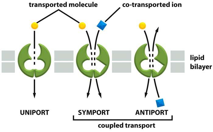 Uniporters and cotransporters Figure 11 8 Molecular Biology of the Cell ( Garland Science