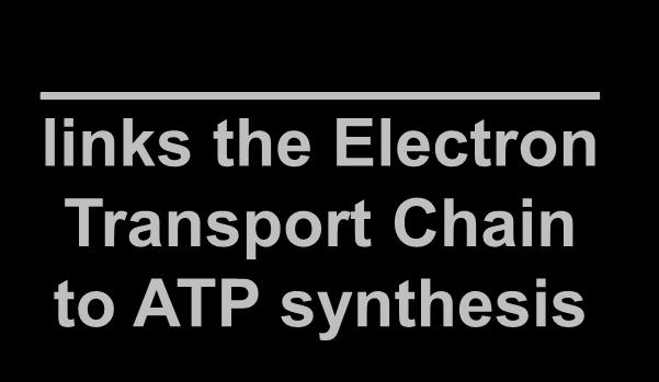 enzyme to build ATP links the Electron