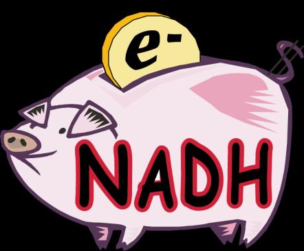 NADH 8 NADH 2