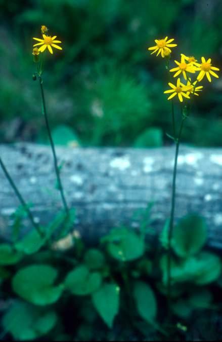 Scientific names - name changes an example The golden ragwort was named by Linnaeus: