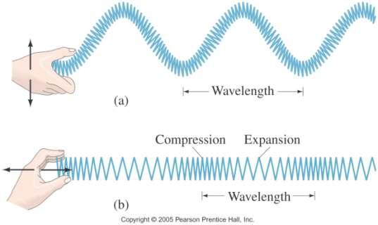 11-8 Types of Waves: Transverse and Longitudinal The motion of particles in a wave can