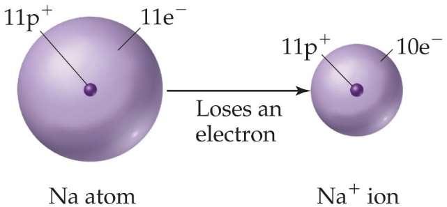 Ions When atoms lose or gain electrons, they become ions.