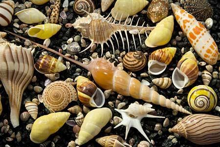 The Evolutionary Arms Race Clams and predators Clams evolved before predators, filled the oceans When predators evolved (rays), they were able to