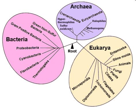 Species About 1,500,000 species identified Domain Bacteria (5,000?) Domain Archaea (200?