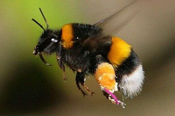 Bumble Bee Form colonies approximately 50 Feed on nectar, using their long hairy tongues to lap up the