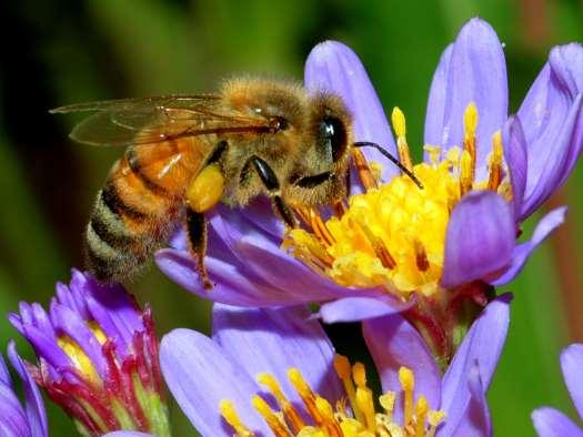 The Honey Bee Evolution of primitive bees 100 million years ago (mya)