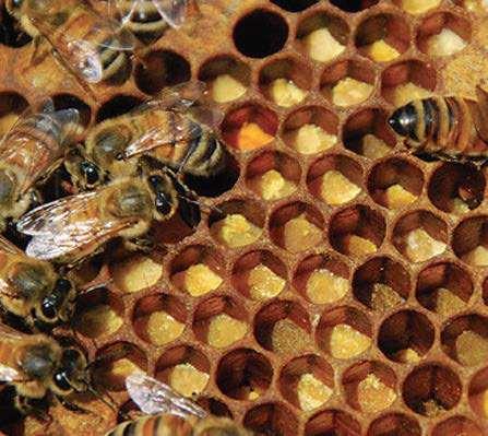 Bee Hive Work Food processing