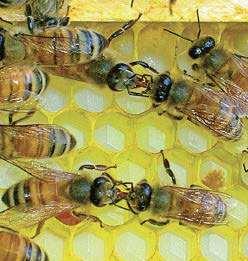 Food Exchange Returning foragers pass their honey stomach contents to house bees to