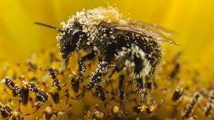 Pollinators Honey Bee Apis mellifera Bumble Bee - Bombus