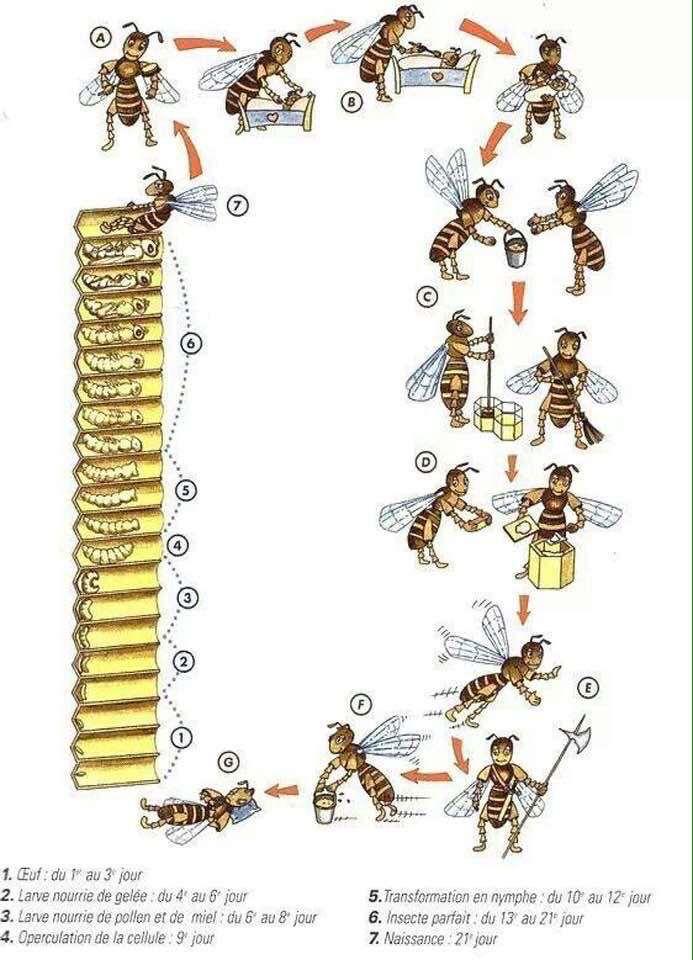 Honey Bee Lifecycle 1. Egg Laid 2. Hatches to Larvae 3. Larvae Stage 4. Hatches to Pupae 5. Pupae Stage 6.
