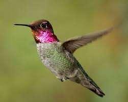 Hummingbird Flap Wings 80 times per second Fly right, left, up, down, backwards, and even upside
