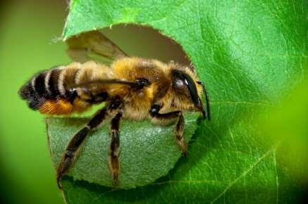 Leafcutter Bee Capable of doing job of 20 honey bees