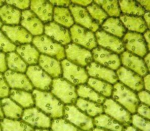 The chloroplast serves as the organelle that functions in photosynthesis in the plant.