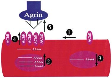 2 W. Hoch (Eur. J. Biochem. 265) q FEBS 1999 Fig. 1. Schematic representation of AChR aggregation in the postsynaptic membrane triggered by agrin.