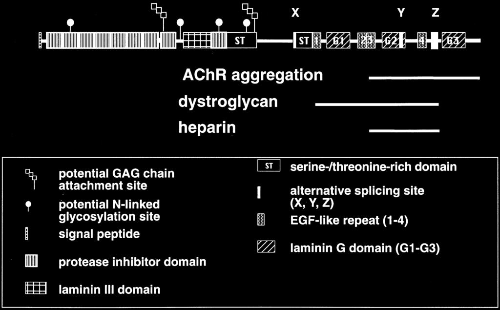 (2) increased transcription by synaptic nuclei of mrnas encoding AChR subunits; (3) decreased transcription by extrasynaptic nuclei of mrnas encoding AChR subunits; (4) rearrangement of the membrane