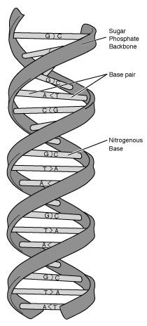 INTRODUCTION DNA STORES AND PASSES ON GENETIC INFORMATION FROM ONE GENERATION TO ANOTHER.