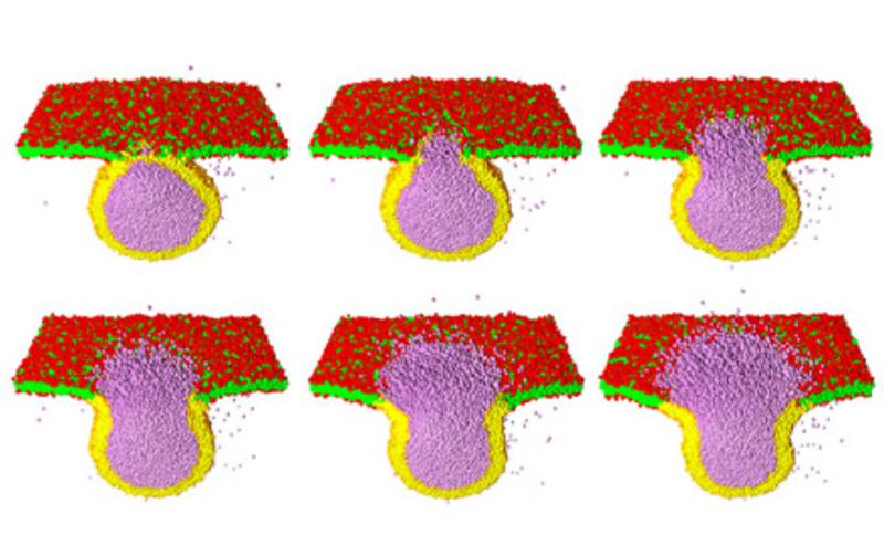 These membranes spontaneously form bubbles or vesicles.