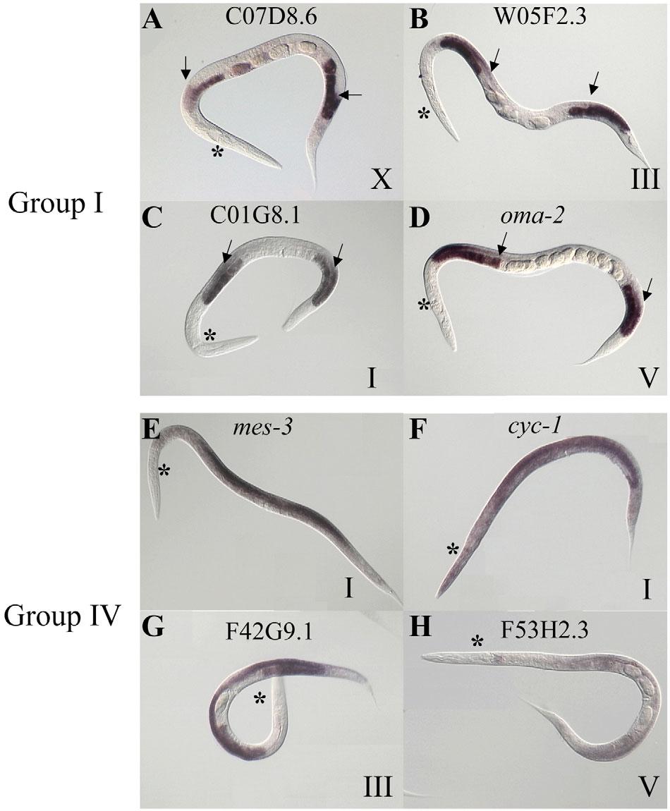 E2F promotes germline gene expression RESEARCH ARTICLE 3153 Fig. 6. In-situ hybridization patterns of example Group I and Group IV genes. The head of the animal is marked by an asterisk.