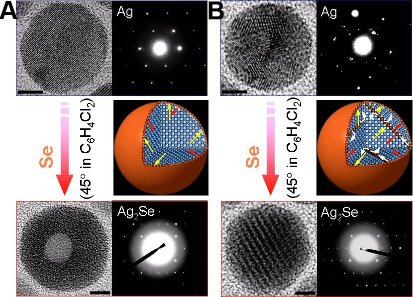 Figure 2.9 Chemical transformation of 10.5 nm silver SC- and MT- NPs to Ag 2 Se nanostructures at 45 o C in o-dicholorbenzene.