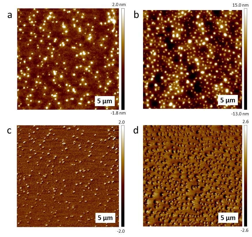 Figure S8: AFM height (top) and phase (bottom) images of PHEMA-b-PGlcNAcEMA glycopolymers before (a,c) and after (b,d) GS-II addition. Protein treatment Fig.