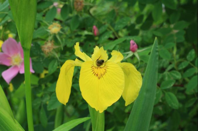 Honey bee (Strathcona s most abundant pollinator) visiting yellow flag iris (G. Wright) and cornflower (J.