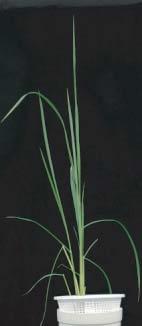 of rice and a Control e Control Araidopsis are deficient in or