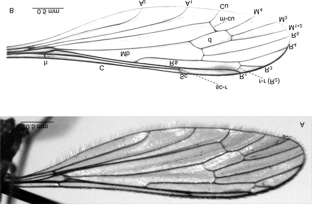 , holotype (male): A head; B antenna; C palpus (ant antenna,