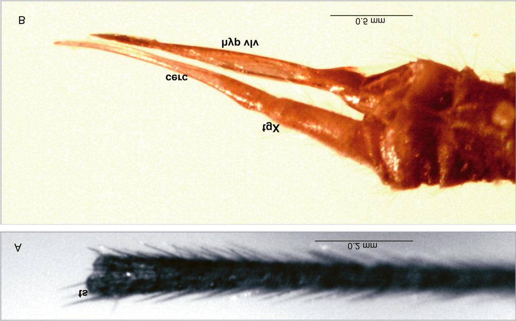 photograph (gx gonocoxite, ing inner gonostylus, oug outer gonostylus, p parameres).