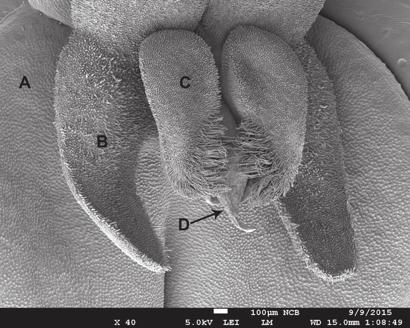 198 LANKESTERIANA V SCIENTIFIC CONFERENCE ON ANDEAN ORCHIDS INVITED PAPERS Figure 7. Scanning electron microscopy (SEM) of a flower of Lepanthes horichii showing the complex morphology in detail. A. Sepal.