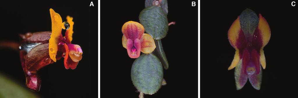 We have evidence that flowers use this strategy to attract males. The anatomy of the flower is being studied in order to find possible secretory structures involved in pollinator attraction (Fig. 7).
