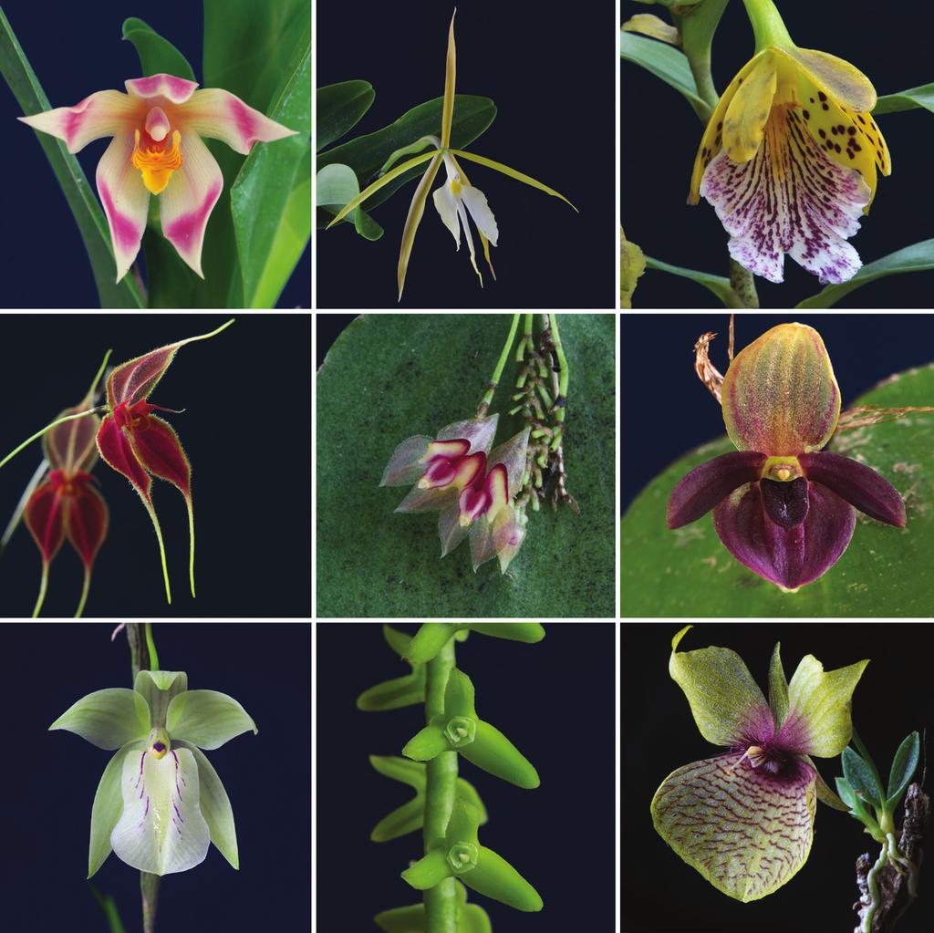 192 LANKESTERIANA V SCIENTIFIC CONFERENCE ON ANDEAN ORCHIDS INVITED PAPERS Figure 2. Some representatives of the major groups of Orchidaceae present in Costa Rica and Panama.
