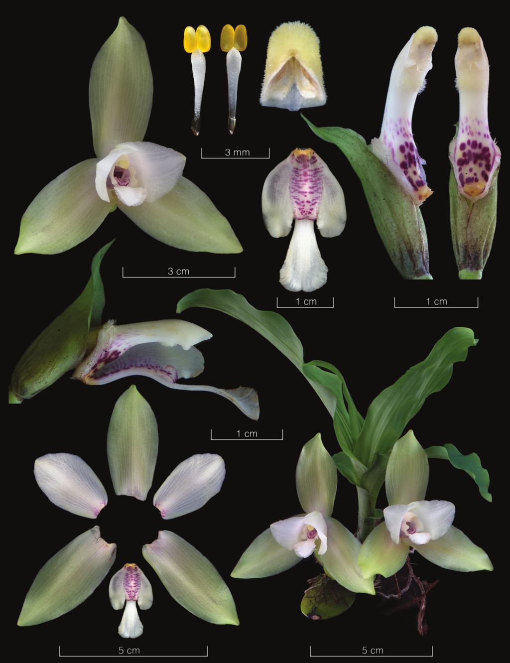 194 LANKESTERIANA V SCIENTIFIC CONFERENCE ON ANDEAN ORCHIDS INVITED PAPERS Figure 3.