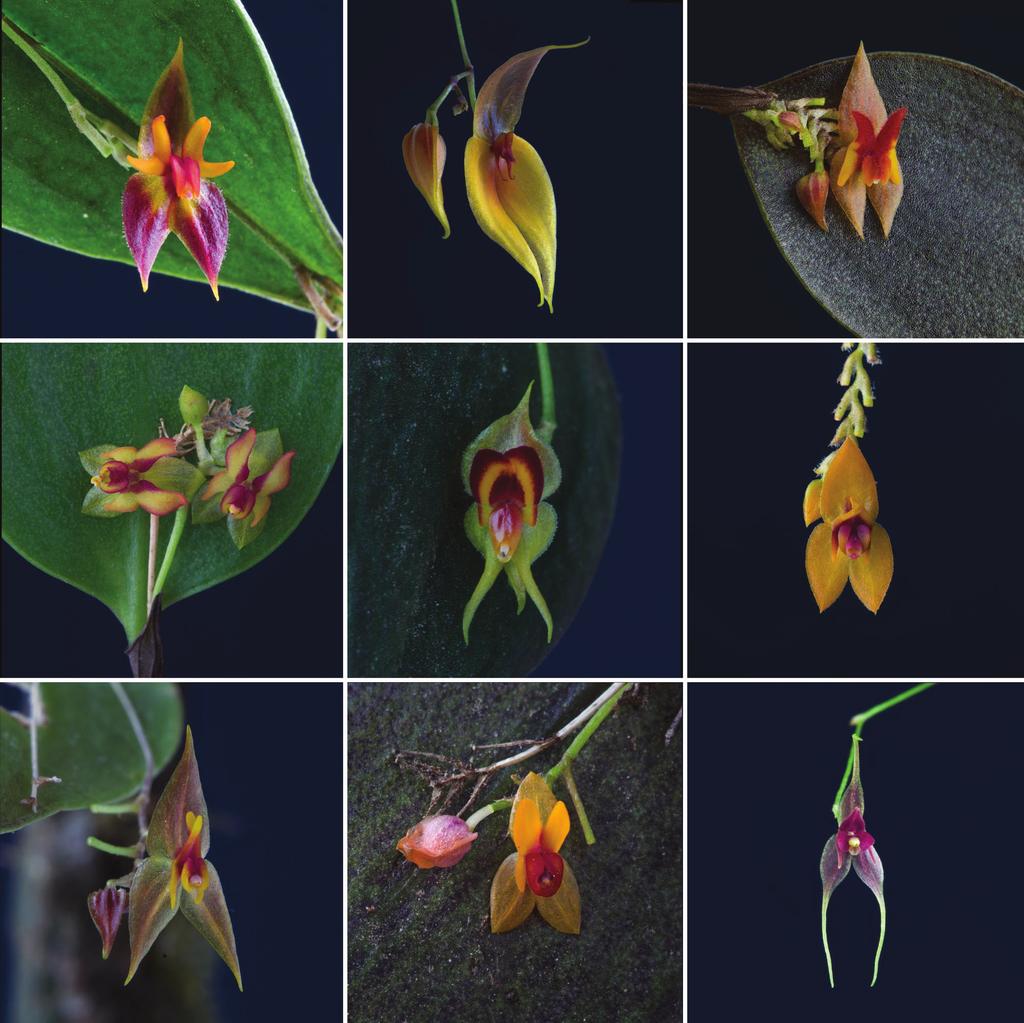 Bogarín et al. Diversification of Orchidaceae in Costa Rica and Panama 197 Figure 6. Some species of Lepanthes from Costa Rica and Panama.