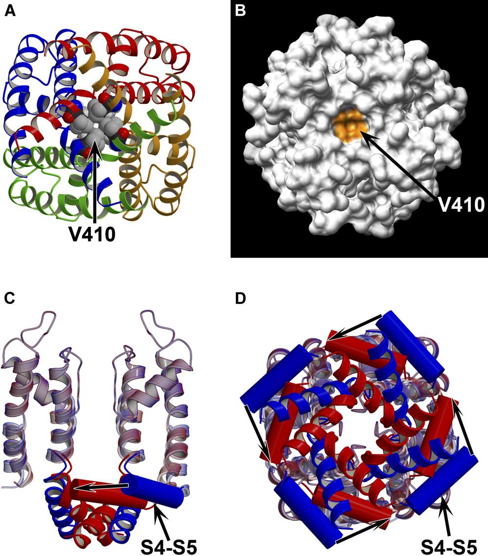 Figure 4. Resting-State Model of the PD and the S4-S5 Linker of the Kv1.2 Channel (A) View from the intracellular side of the membrane of the ribbon representation of the PD model of Kv1.
