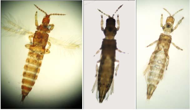 Sen in 1991 from East Khasi Hills and East Garo Hills district of 3.4. Genus Bolacothrips Uzel 1895. Bolacothrips Uzel [30] 1930.