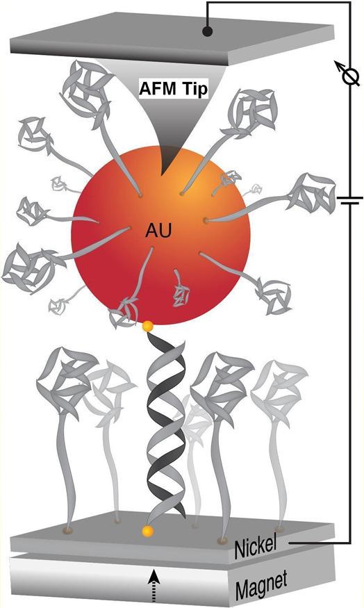 . Spin dependent transport through double stranded DNA Chiral Induced Spin Selectivity - CISS Zuoti Xie, Tal Markus, Sidney Cohen, Zeev Vager, Rafael Gutierrez, Nano Letters, 11, 4652