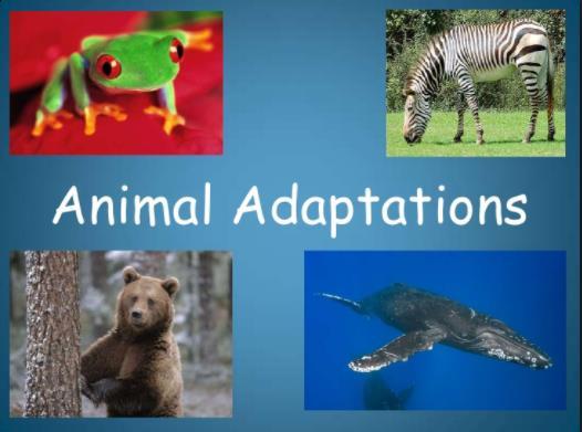 Objective : Classify animals according to their body s structure What is adaptation?