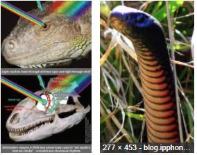 Examples: -Snakes can detetct infrared light and