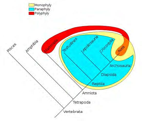 Taxonomy Review Monophyletic Paraphyletic Polyphyletic