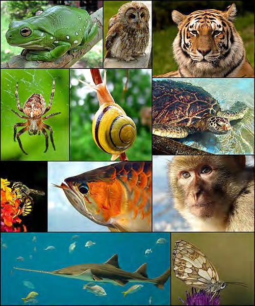 Taxonomy Review Animalia