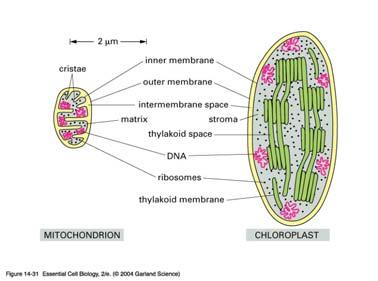 Respiration in mitochondrion generates H + EC gradient and ATP Mitochondrion and chloroplast have similar structures due