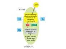 Carbon fixation - bonding CO into organic molecules ECB 14-3 Light reactions - overview Proton gradient generated using energy from sunlight and
