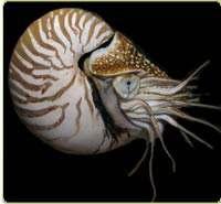 (snail, slug,