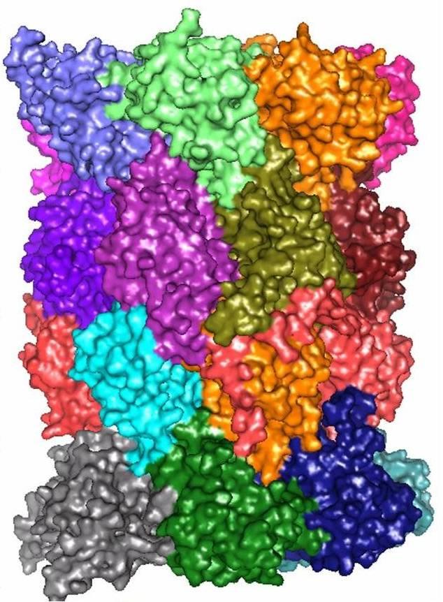 Protein Complexes Groups of proteins that bind together to perform a specific task.