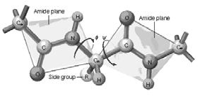 Fasman Rotation Around the Bonds in a Polypeptide Bond The angles of rotation about these bonds are defined as φ and ψ with directions defined as positive rotation with