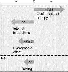 The Hydrophobic Effect Increasing randomness ΔS universe = ΔS system + ΔS surroundings Thermodynamic parameters for folding of some globular Proteins at 25 C in aqueous solution The