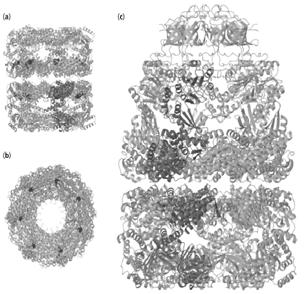 E. coli chaperonin (a) (b) Core consists of 2 identical rings (7 GroE subunits in each ring)